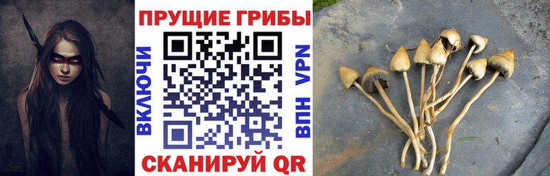 где можно купить Пятигорск ссылка на мегу зеркало Псилоцибиновые грибы прущие грибы